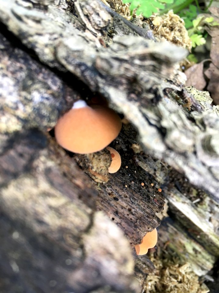 Crepidotus crocophyllus 64634501