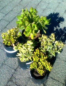 Crassula ovata - cultivars varieties