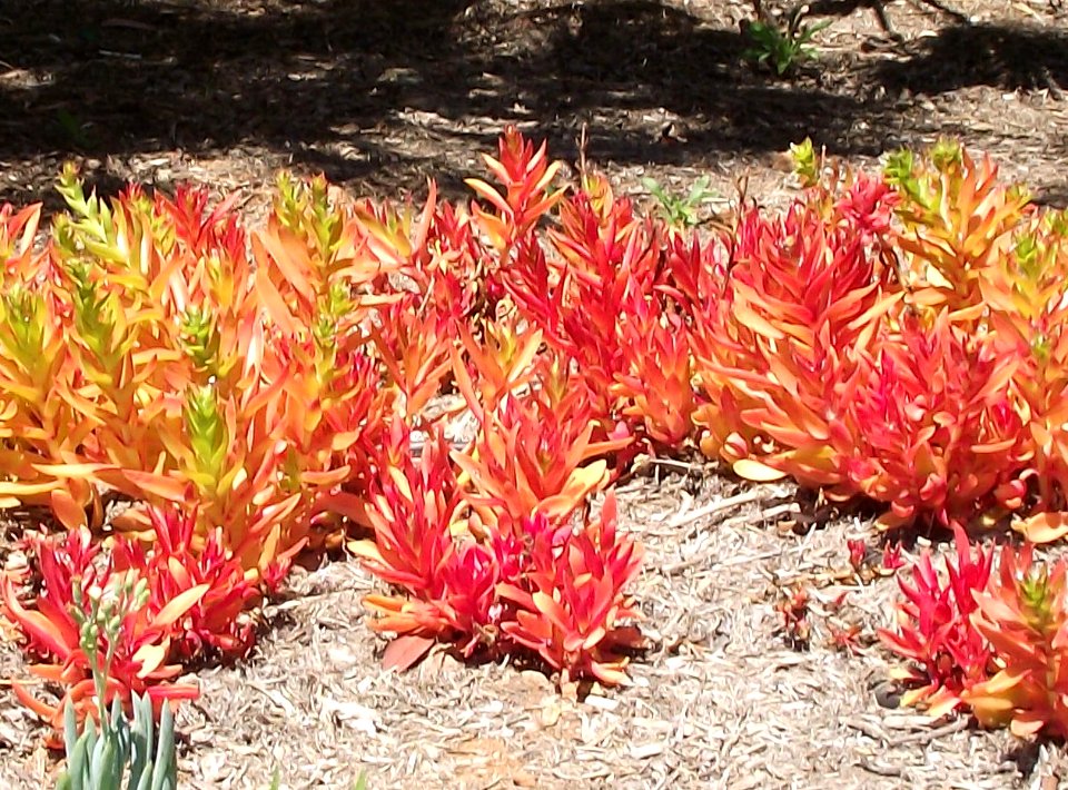 Crassula capitella 'campfire'