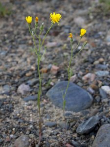Crepis tectorum Oulu, Finland 12.06.2013