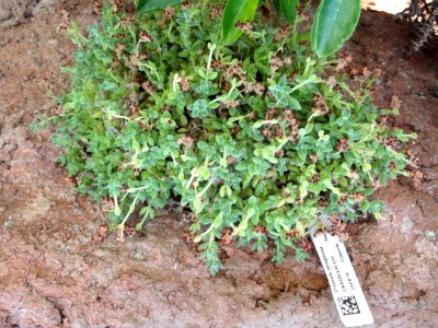 Crassula lanuginosa - Lyman Plant House, Smith College - DSC04312