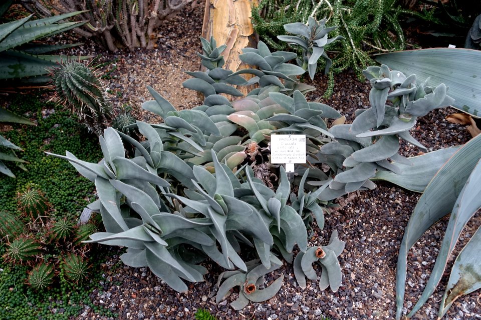 Crassula perfoliata - Botanischer Garten - Heidelberg, Germany - DSC01318