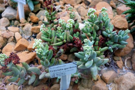 Crassula garibina - Botanischer Garten, Dresden, Germany - DSC08806