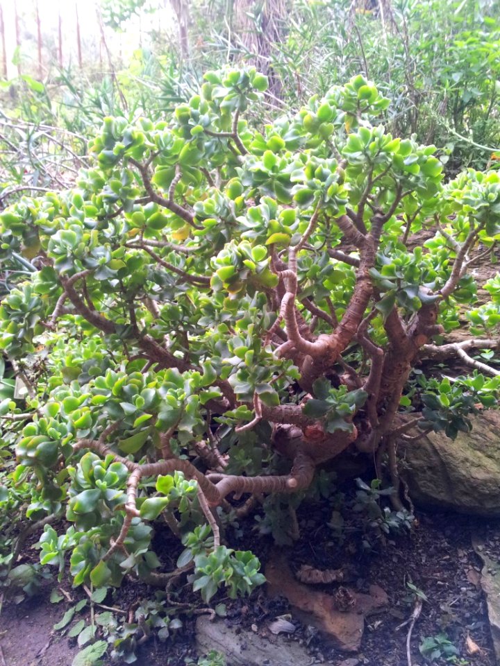 Crassula arborescens subsp undulatifolia 1
