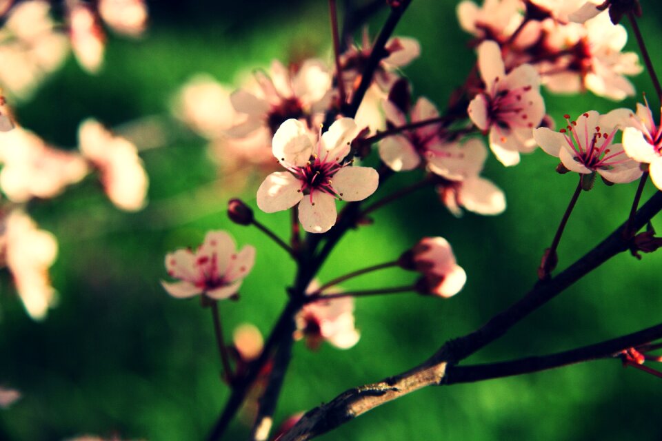 Nostalgia green pink