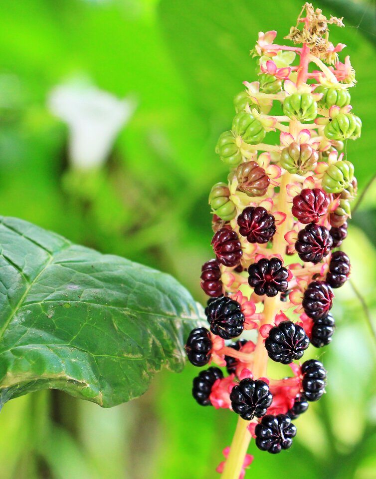 Tree tree fruit nature