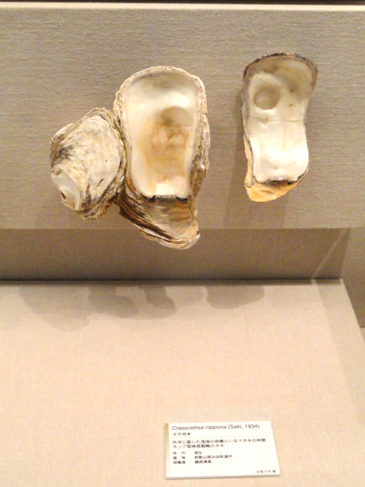Crassostrea nippona - Kyoto University Museum - DSC06410