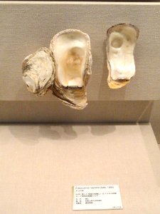 Crassostrea nippona - Kyoto University Museum - DSC06410