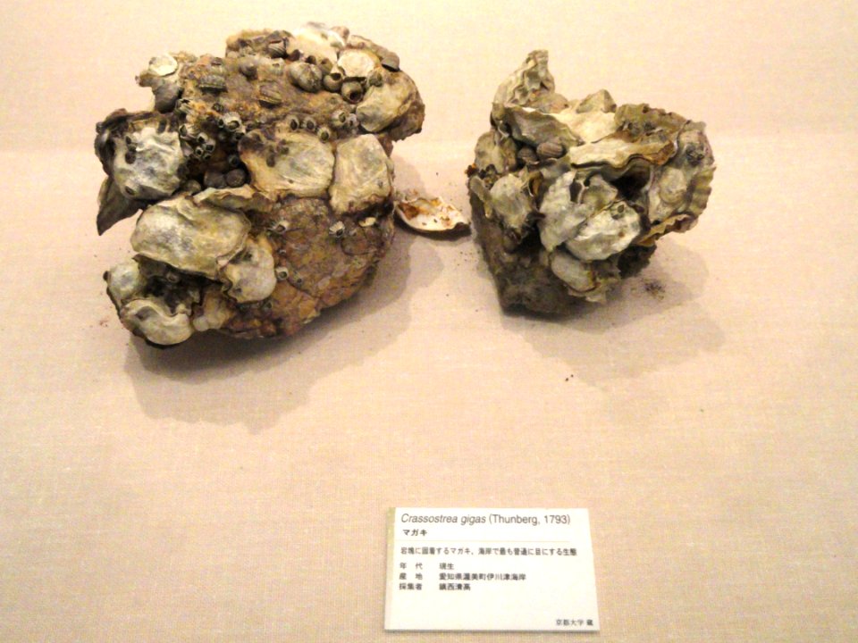 Crassostrea gigas - Kyoto University Museum - DSC06406