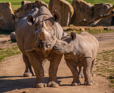 Rhino animals africa