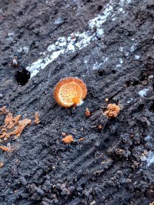 Crepidotus crocophyllus 58074953