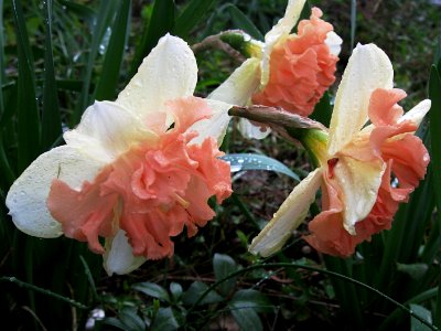 Daffodils, 2020-04-09, Beechview, 02 photo
