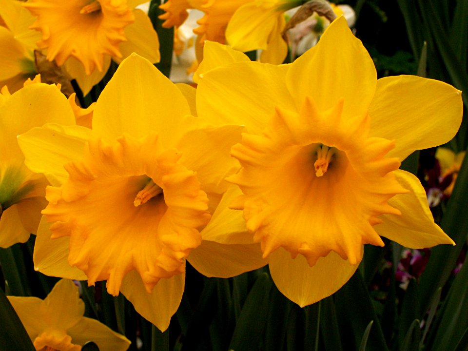 Daffodil “Dutch Master,” Phipps Conservatory, 2015-03-25, 01
