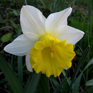 Daffodil, 2020-03-29, Beechview, 01 photo