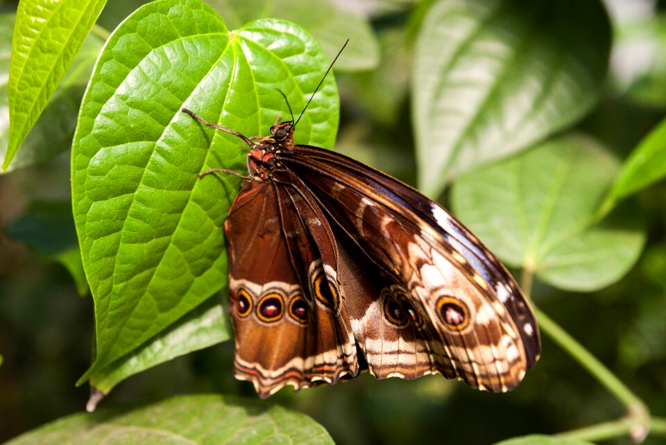 Butterfly tropics jungle