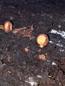 Crepidotus crocophyllus 58074960