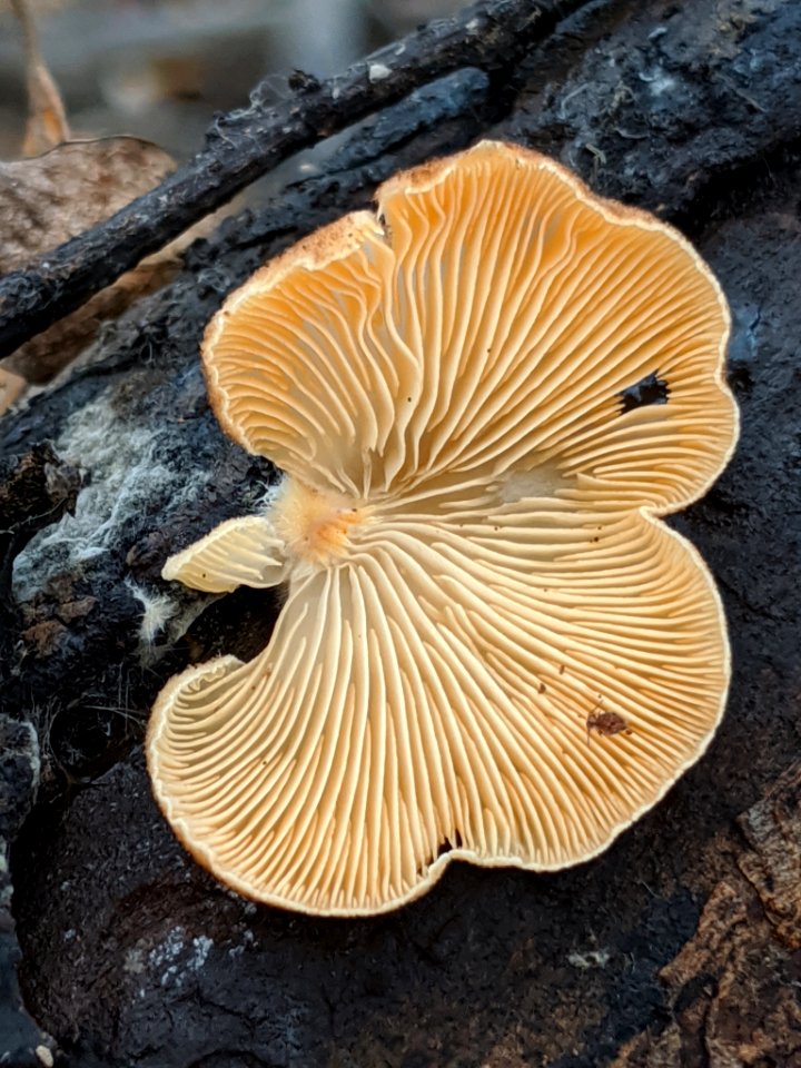 Crepidotus crocophyllus 58074986