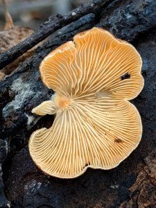 Crepidotus crocophyllus 58074986