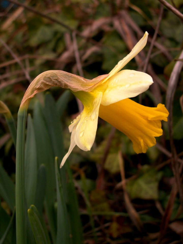 Daffodil, 2020-03-20, Beechview, 01