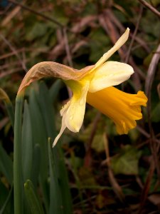 Daffodil, 2020-03-20, Beechview, 01 photo