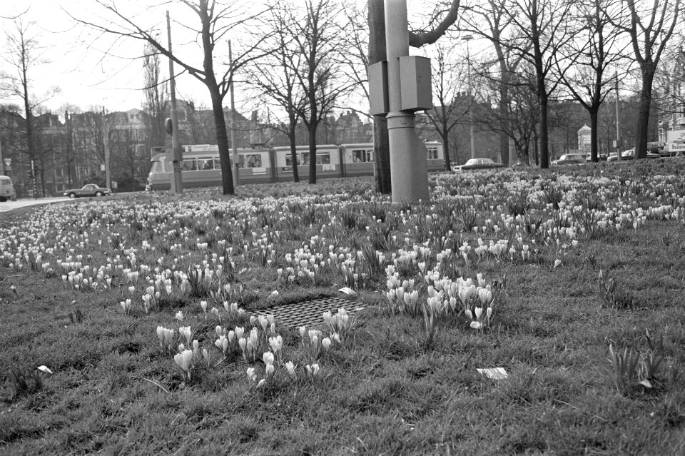 Crocussen in bloei, Weteringsplantsoen, Bestanddeelnr 925-4370