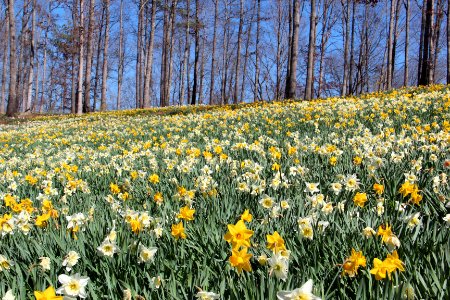 Daffodil field at Gibbs Gardens, Feb 2017 2