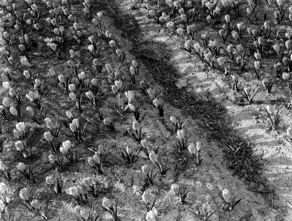 Crocussen, Bestanddeelnr 189-0286