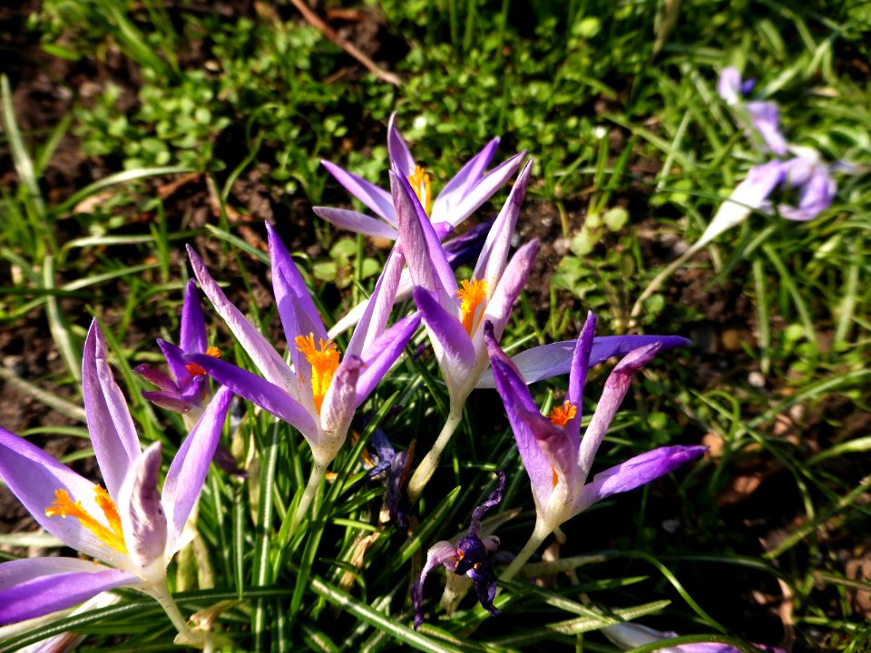 Crocus-tommasinianus-3