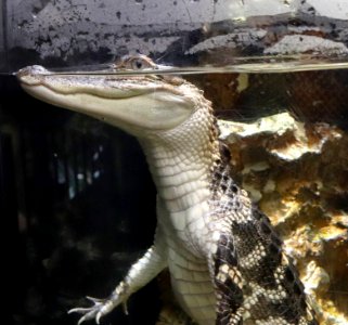 Crocodile Crocodylus niloticus IMG 6966