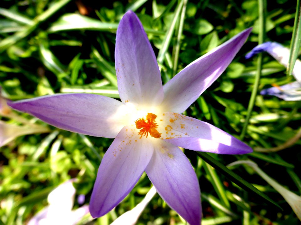 Crocus-tommasinianus-5