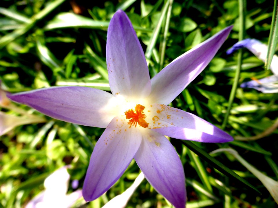 Crocus-tommasinianus-5 photo