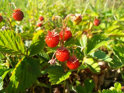 Wild strawberry berry the strawberries