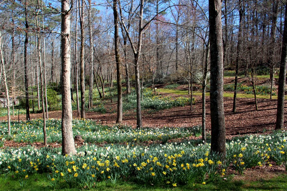 Daffodil gardens in Gibbs Gardens, Feb 2017 2