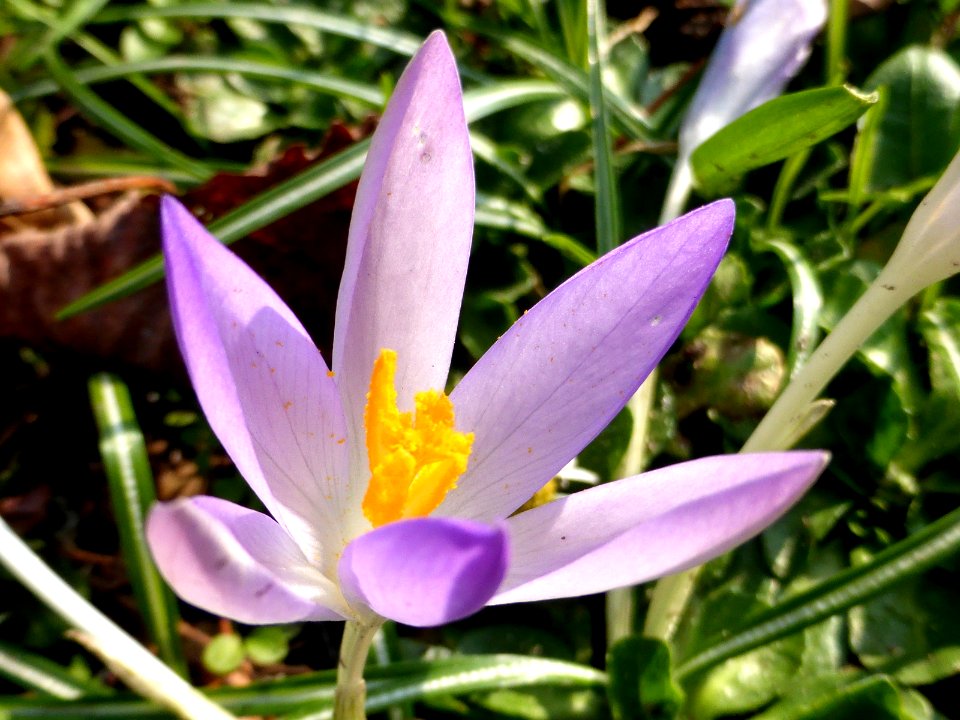 Crocus-tommasinianus-2 photo