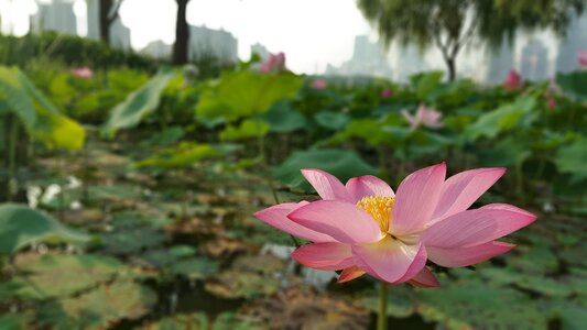 Lotus nelumbo nucifera sacred lotus