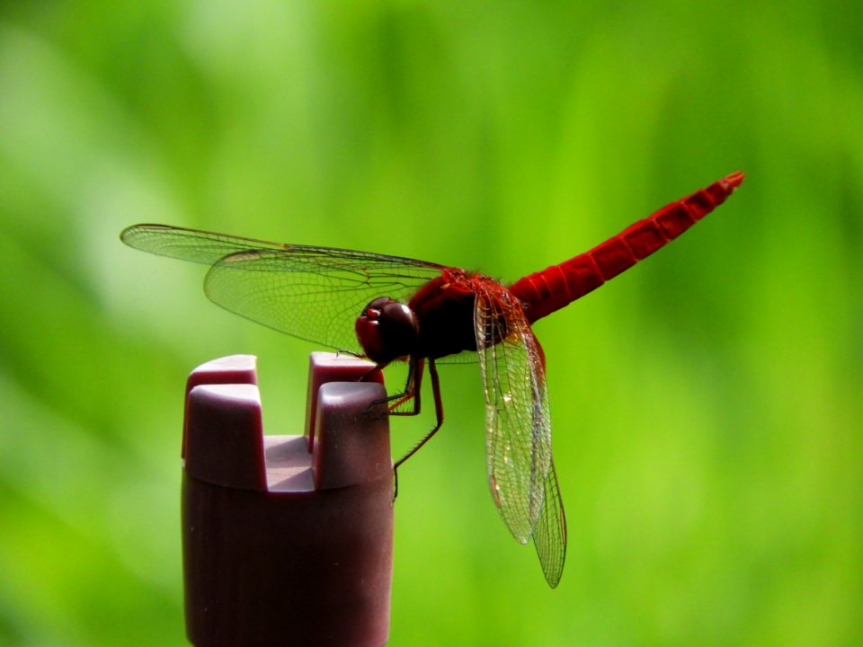 Crocothemis servilia mariannae,2017-07-17