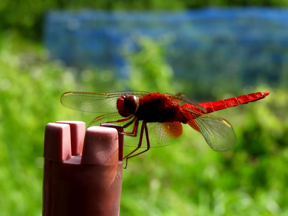 Crocothemis servilia mariannae,2017-07-17-b