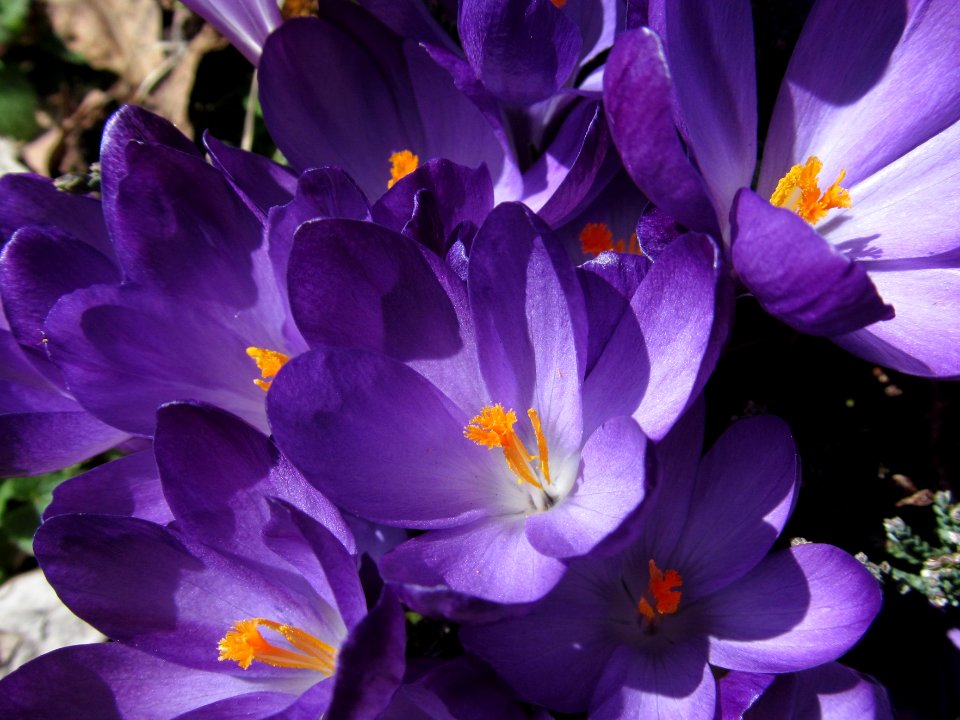 Crocus, 2021-03-21, Beechview, 03