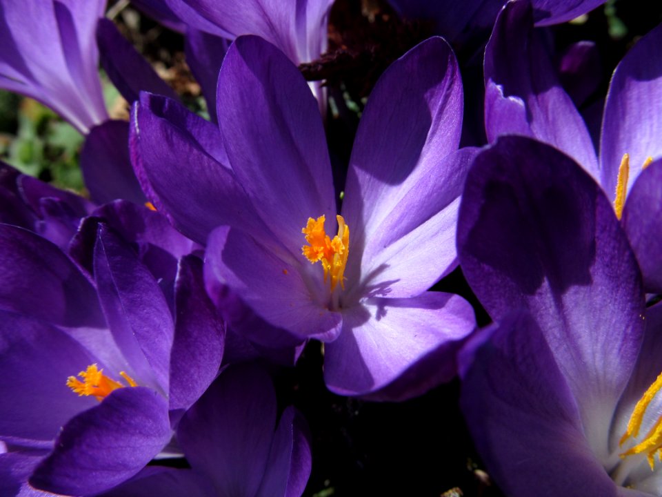 Crocus, 2021-03-21, Beechview, 02
