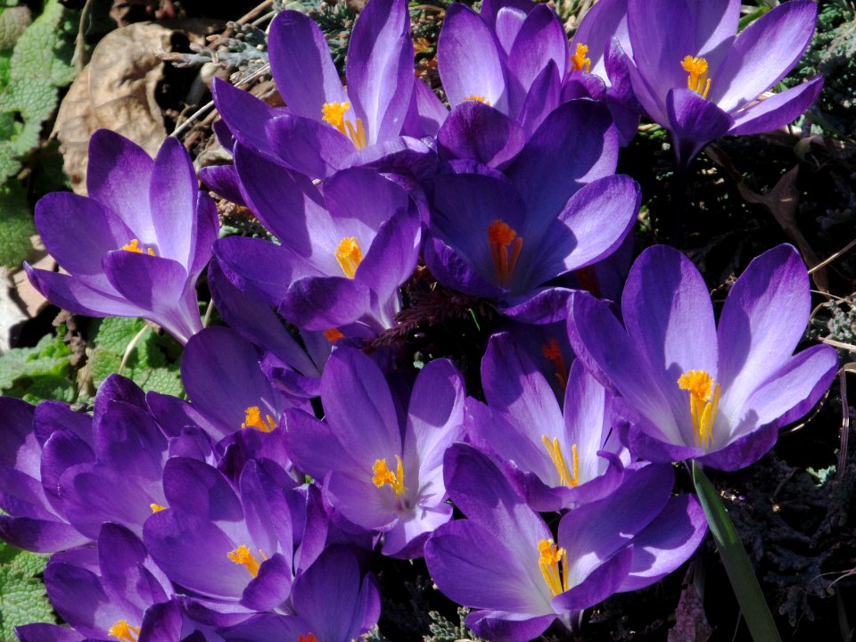 Crocus, 2021-03-21, Beechview, 01