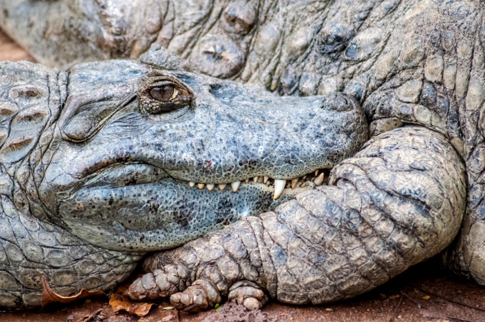 Crocodylidae in São Paulo Zoo