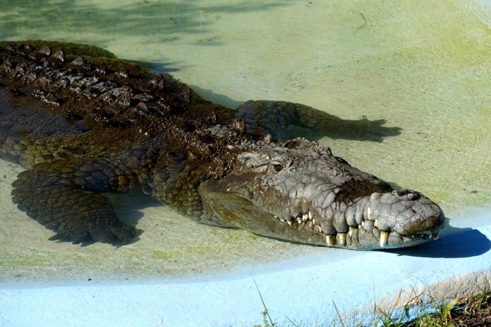 Crocodylus acutus - Sarasota Jungle Gardens - Sarasota, Florida - DSC02077