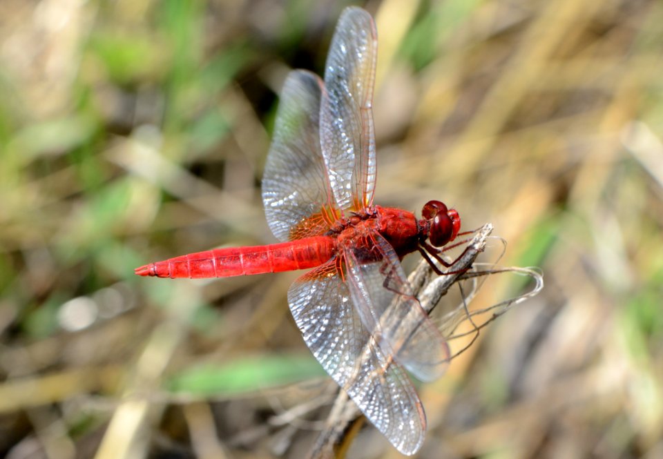 Crocothemis erythraea 04