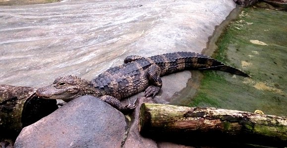 Crocodile at river safari