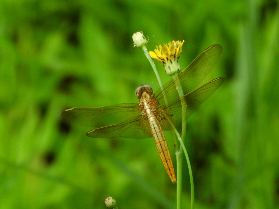 Crocothemis servilia mariannae,2017-07-16