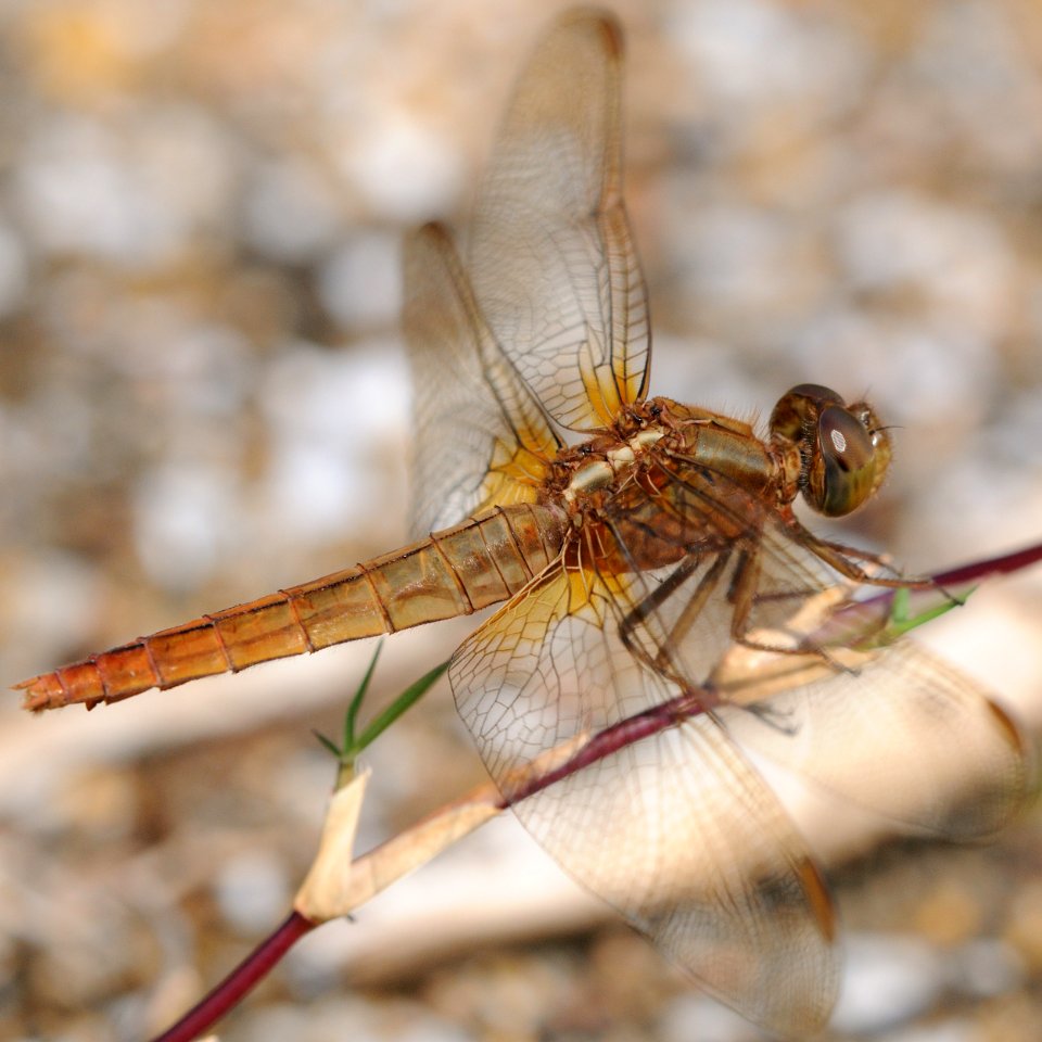 Crocothemis servilia mariannae(Female,Japan,2018.06.24,b)