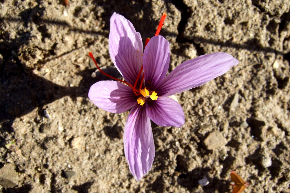 Crocus sativus, saffron (36)