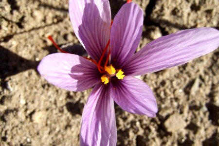 Crocus sativus, saffron (34)