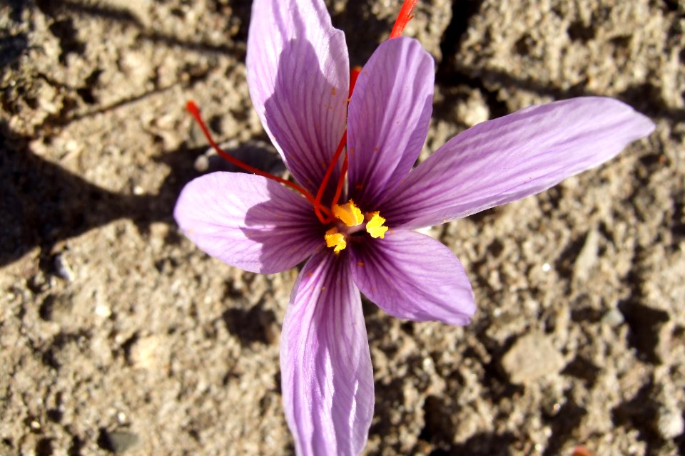Crocus sativus, saffron (35)