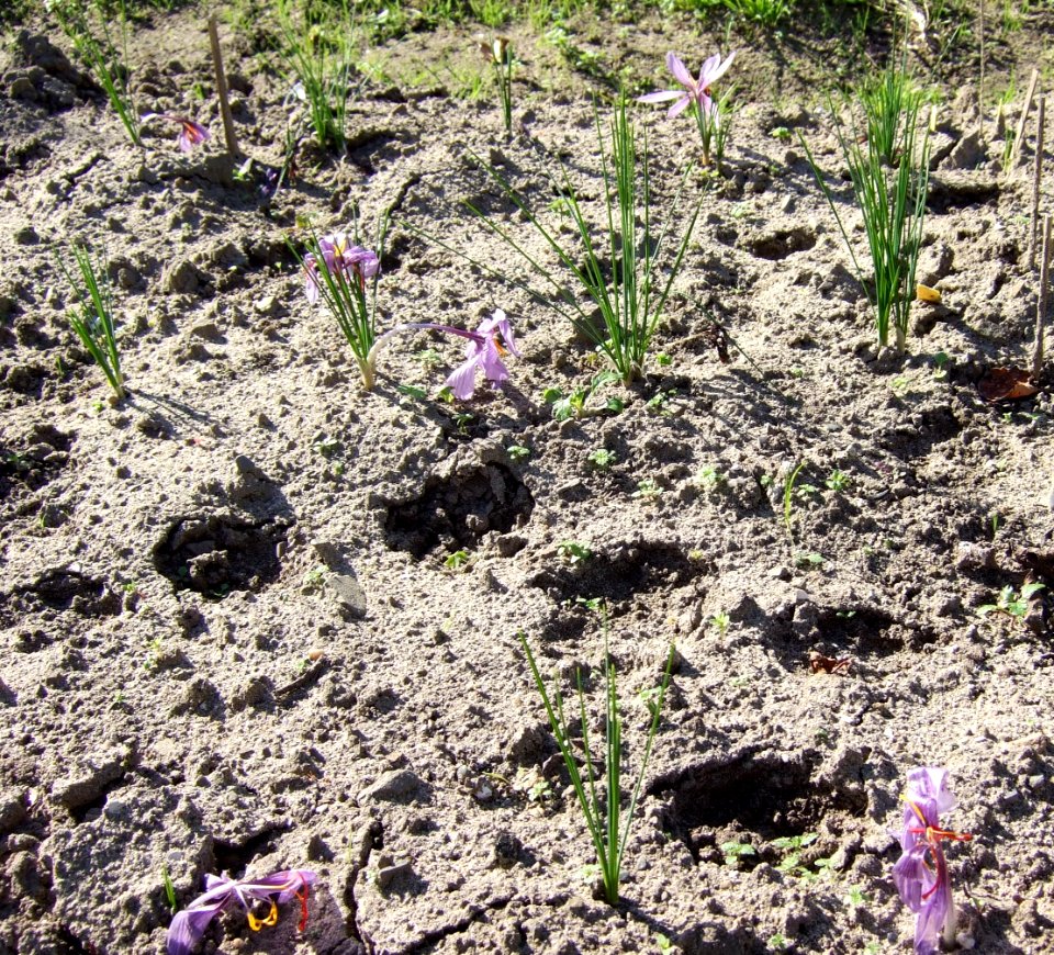 Crocus sativus, saffron (49)